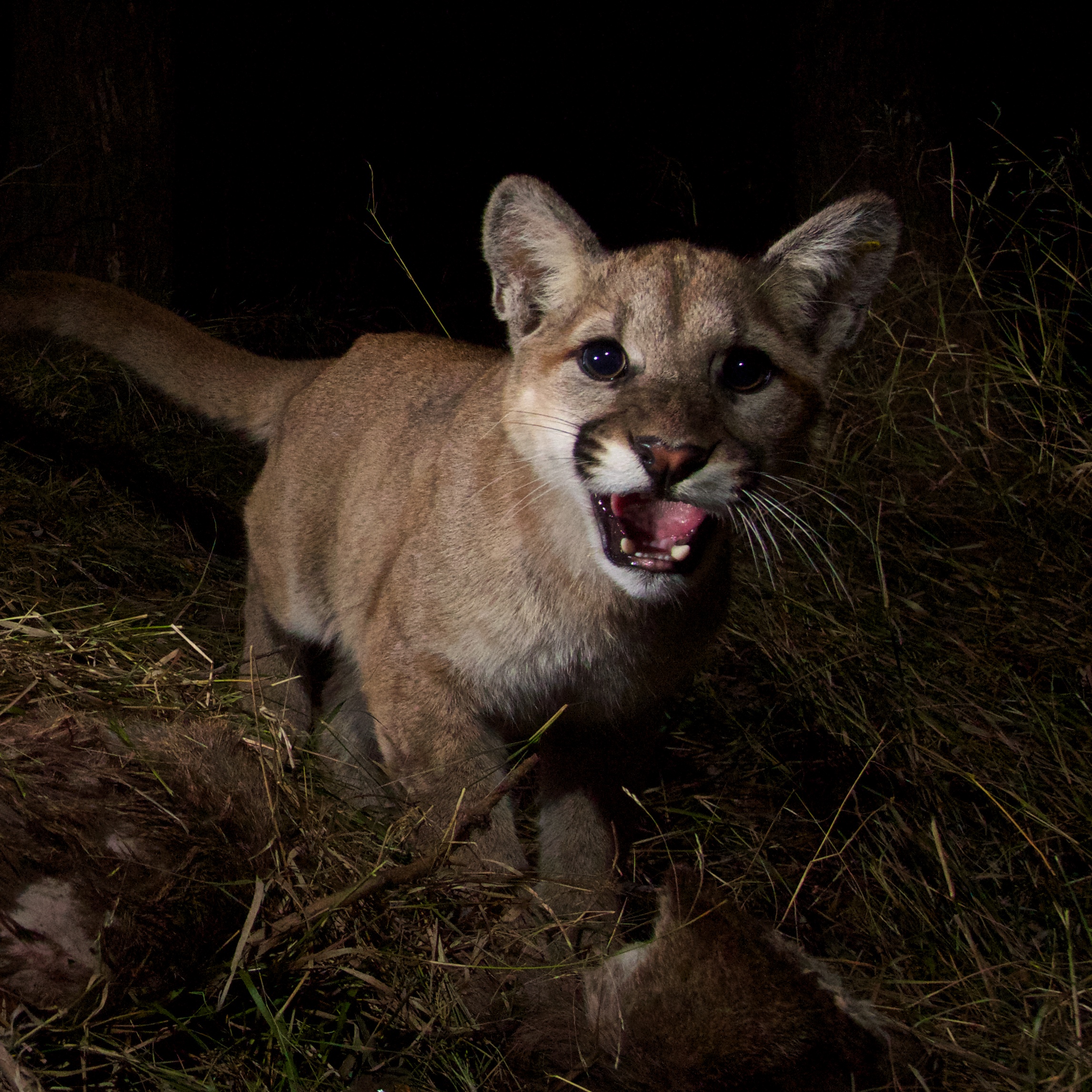 Mountain Lion Foundation - WCN Fall Expo - Mountain Lion Foundation