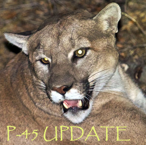P-45 the Mountain Lion – UPDATE!