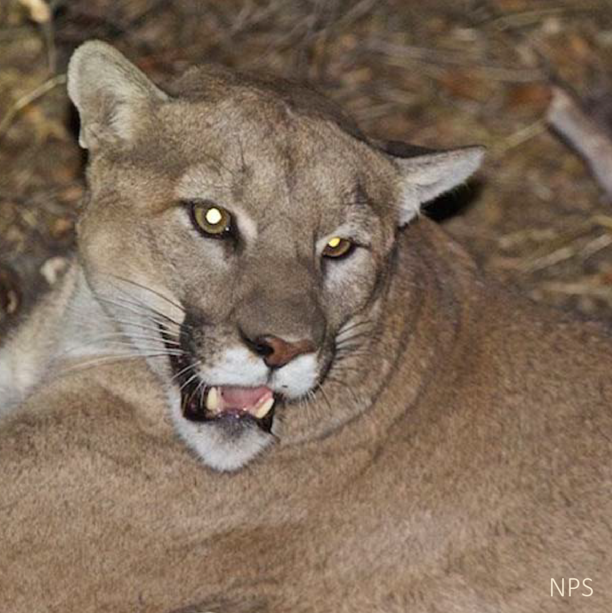 The Woolsey Fire: Inside the mind of a mountain lion