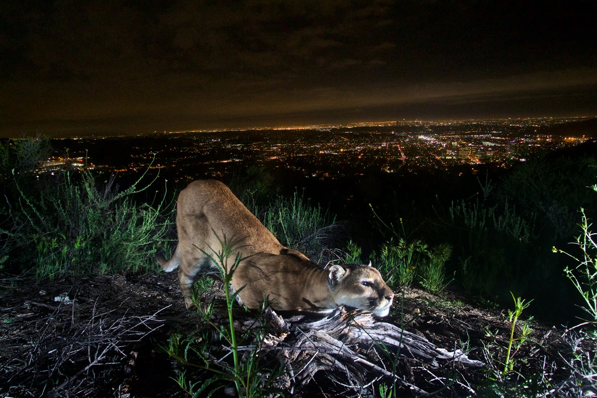 Petition Filed to List Mountain Lions under CESA