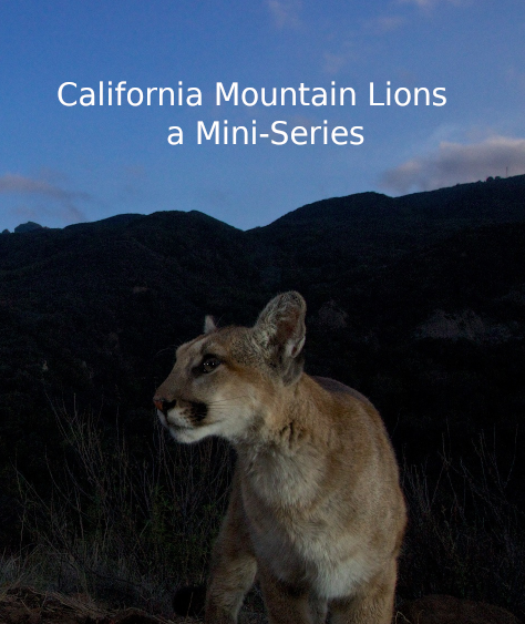California Mountain Lions – Episode 8: The Next Step