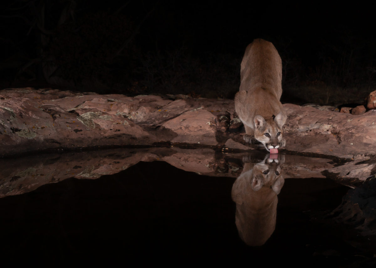 New Mexico Ends Cougar Trapping