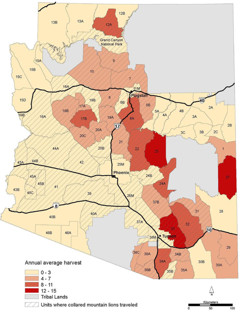 Arizona Mountain Lion Foundation