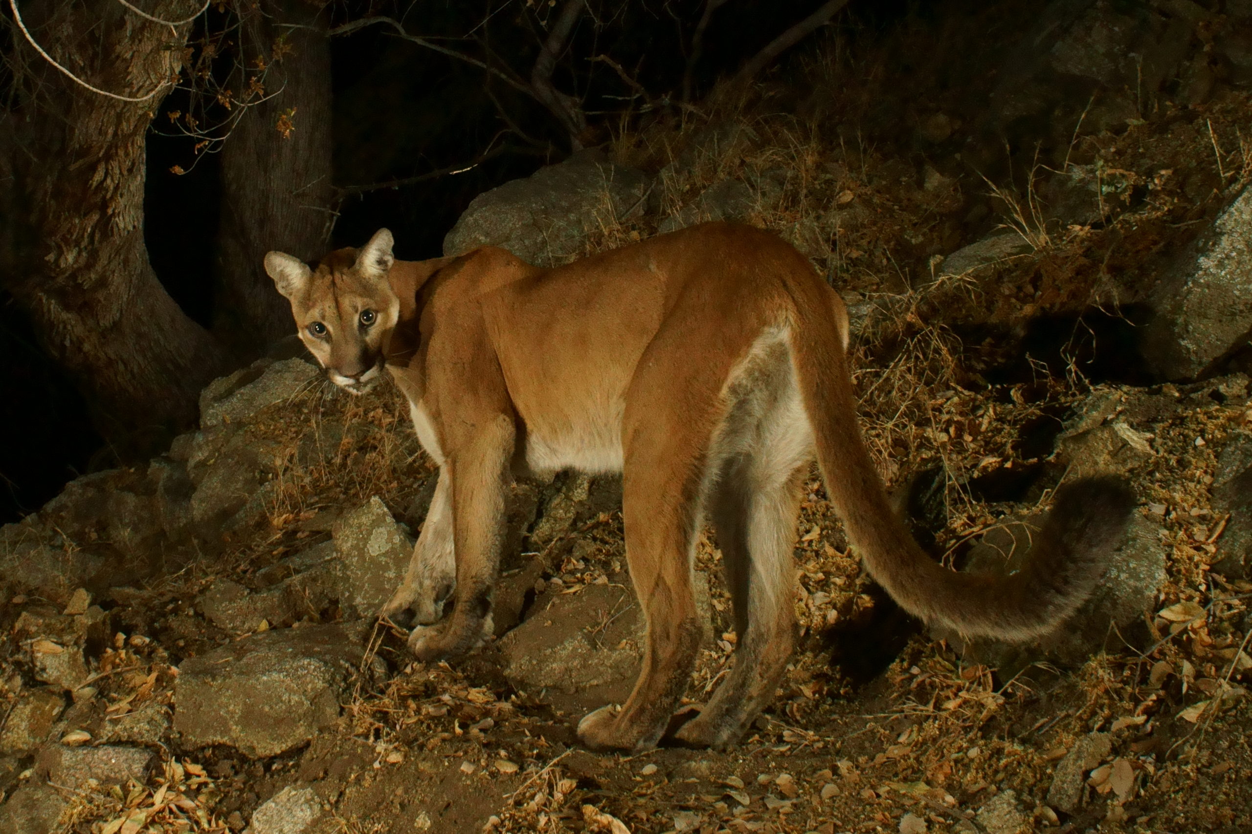 Living With Wildlife - Nevada Wildlife