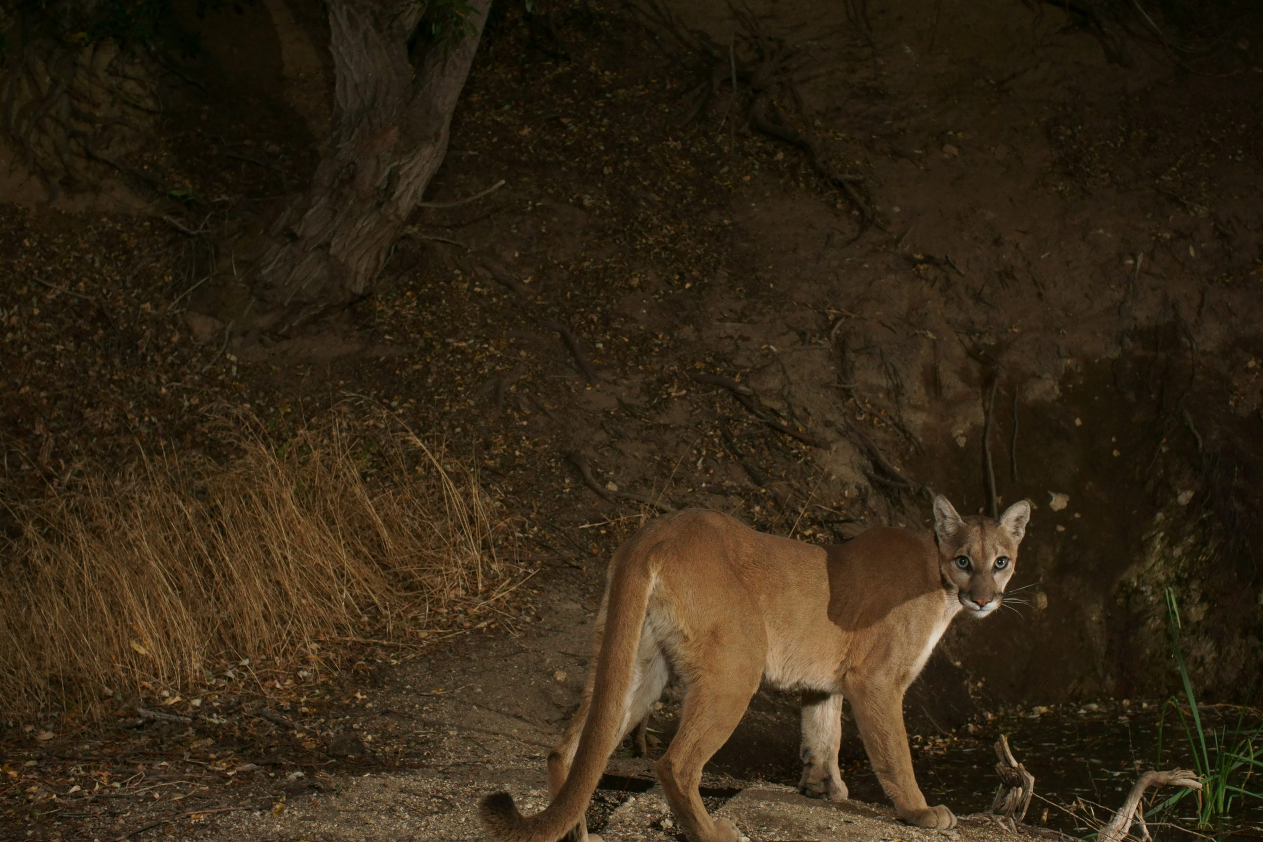 California Mountain Lion Foundation