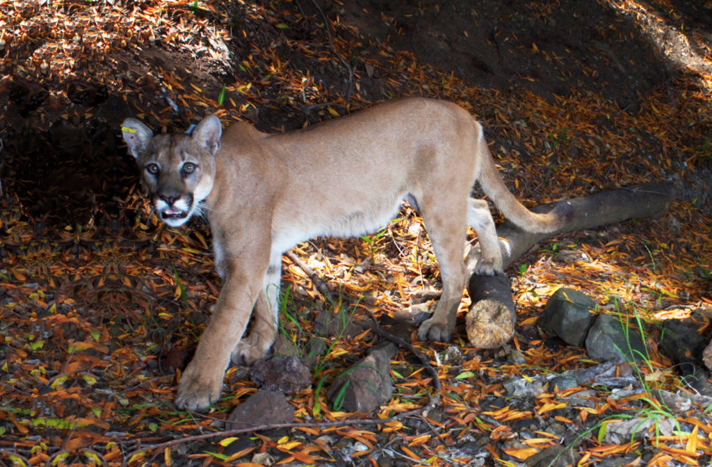 how much does a puma weigh