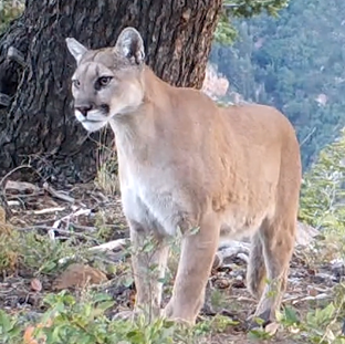 California’s Mountain Lions Receive Further Protection