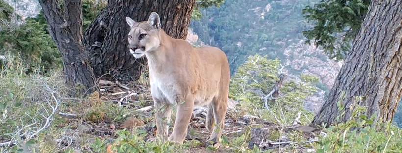 State posts cougar sightings on new Web site