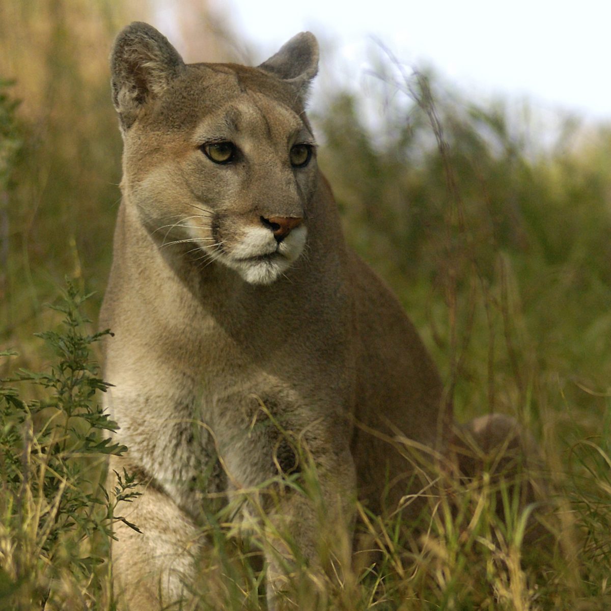Mountain Lion Confirmed in Indiana Mountain Lion Foundation