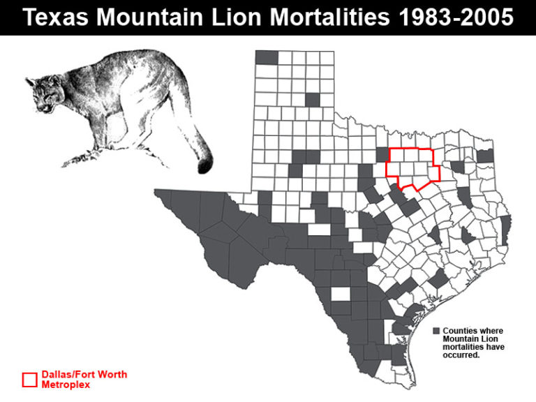 Texas Mountain Lion Foundation