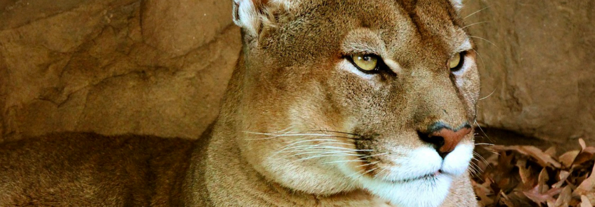 Scientists tracking mountain lion to find out impact on wild horses