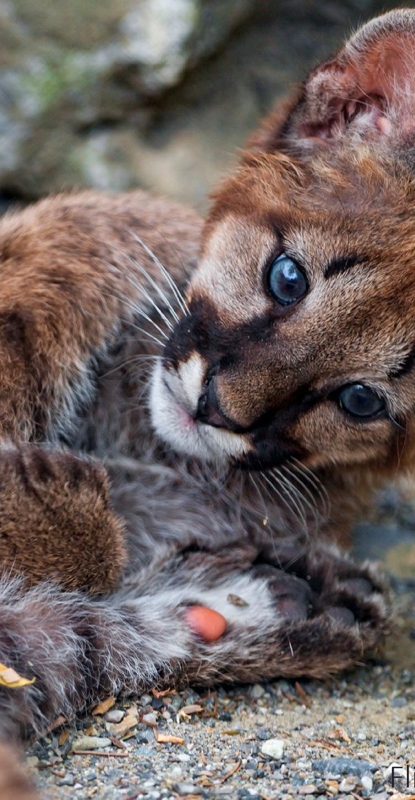 2 Mountain Lion Cubs Captured In New Subdivision
