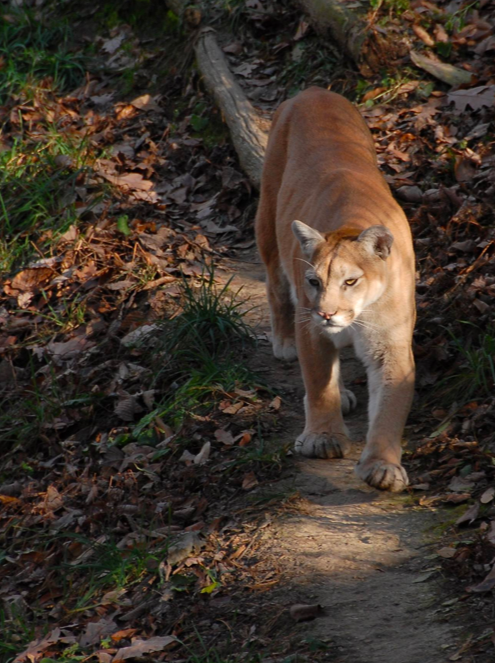 Stalking mountain lion killed on Mount Lemmon