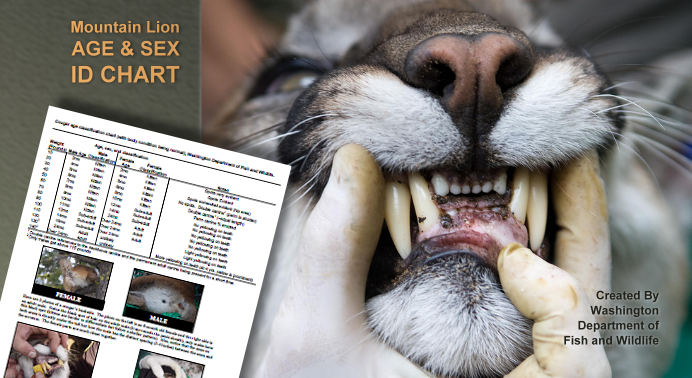 Cougar Age and Sex Identification Guide - Mountain Lion Foundation