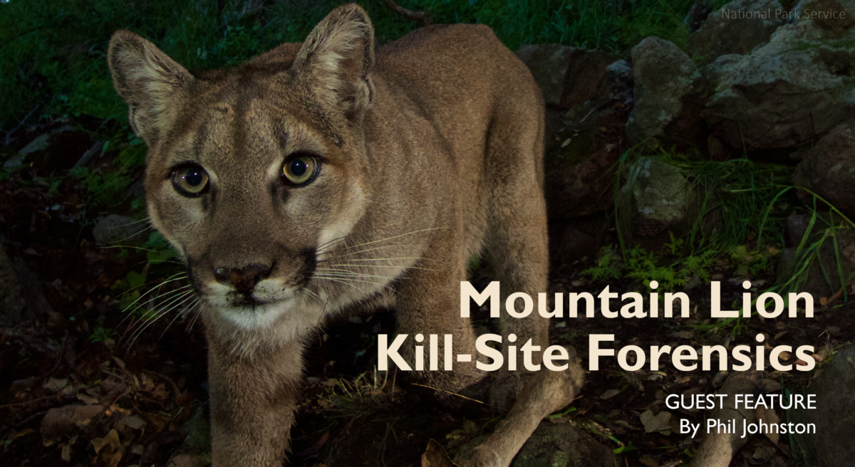 Mountain Lion Kill-Site Forensics: Identifying Predation, Scavenging and Kleptoparasitism