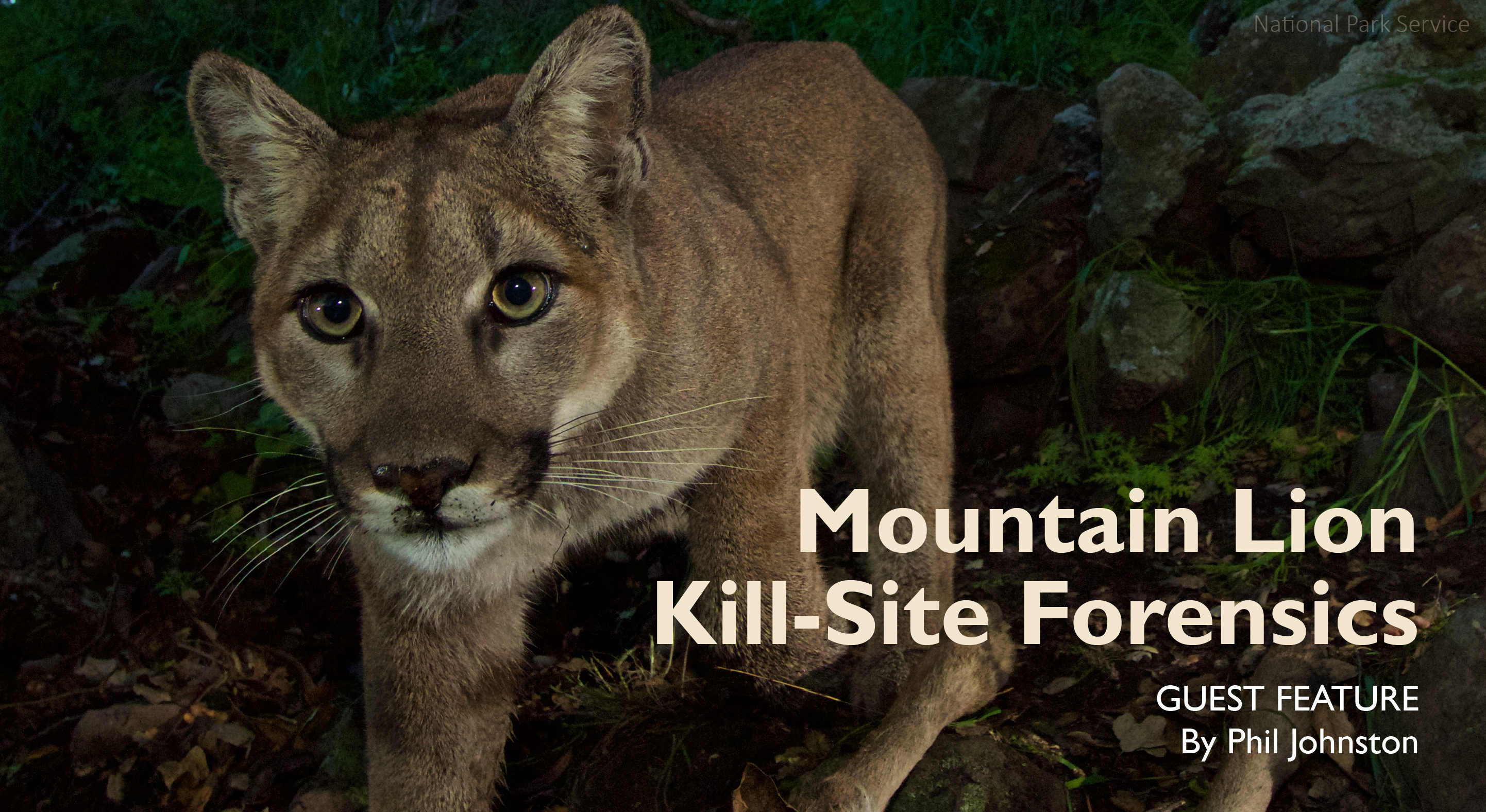 Mountain Lion Kill-Site Forensics: Identifying Predation, Scavenging and  Kleptoparasitism - Mountain Lion Foundation