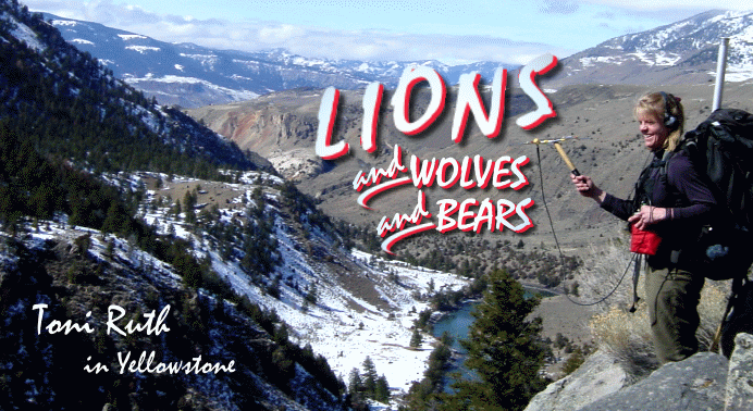 ON AIR: Toni Ruth on Lions and Wolves and Bears in Yellowstone