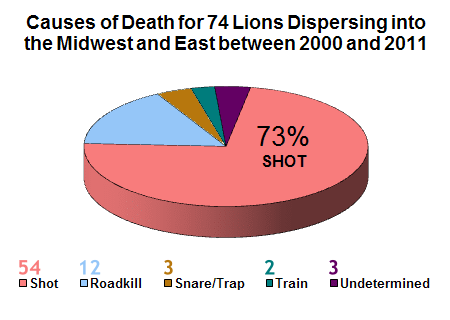Pie chart showing cause of death for lions dispersing into the Midwest and East. 74 lions killed between 2000 and 2011. 54 lions or 73% were shot. 12 lions or 16% were roadkilled. 3 lions or 4% were caught in snares or traps. 2 lions or 2.7% were hit by trains. And 3 lions or 4% had undetermined causes of death.