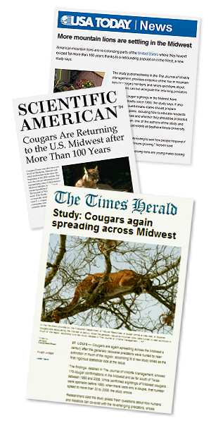Photos of three news articles, USA Today, Scientific American, and the Times Herald newspaper: Headlines saying MORE MOUNTAIN LIONS ARE SETTLING IN THE MIDWEST, COUGARS ARE RETURNING TO THE US MIDWEST AFTER MORE THAN 100 YEARS, STUDY: COUGARS AGAIN SPREADING ACROSS THE MIDWEST.