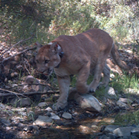 Wildlife Crime - Mountain Lion Foundation
