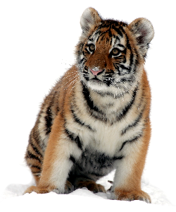 Photo of tiger cub, looking to the side.