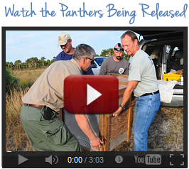 Photo of YouTube thumb of Florida panther release video in 2013.