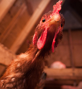 Surprised rooster in chicken coop.