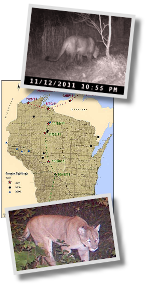 Photo of a lions on motion-activated camera and map of sightings in WI.