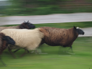 Photo of running sheep.