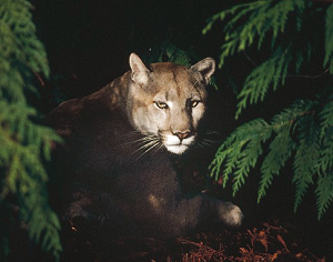Photo of lion in dark brush.