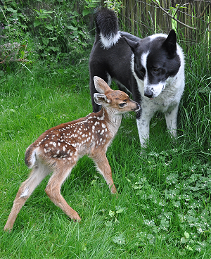 Photo of Mishka with deer fawn.