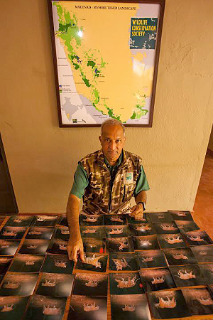 Photo of Dr. Karanth identifying tigers from fifty photos on table.
