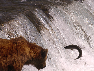 Photo bear watching fish spawn up waterfall.