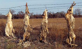 Photo of four coyote carcasses hung on fence posts.