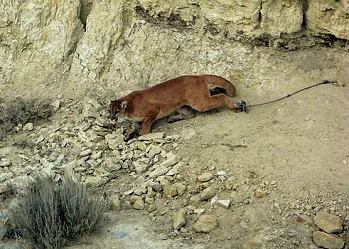 Photo of lion in rocky terrain, back foot caught in snare trap.