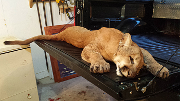 Photo of dead lion on truck tailgate, Illinois 2013.