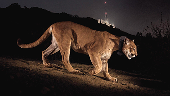 The mountain lion P-22 walking in front of the Hollywood sign.