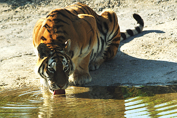 Photo of tiger at watering hole drinking.