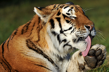 Photo of tiger licking paw.