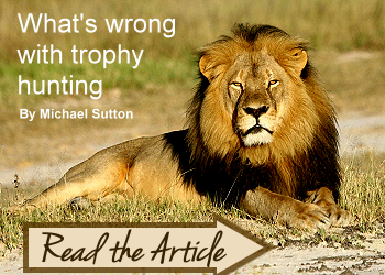 Photo of Cecil, what's wrong with trophy hunting, clear here to read the article.