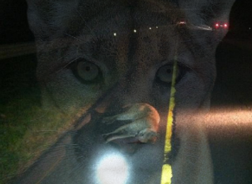 Photo of roadkilled lion with face overlay.