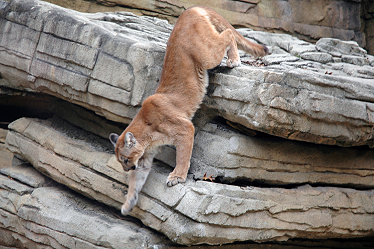 Photo of lion climbing down rocky ledge.