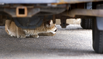 Photo of young lion crouched under car.