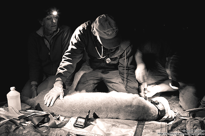 Photo of Vickers working on sedated lion.