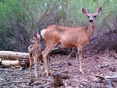 Photo of mule deer with fawn.