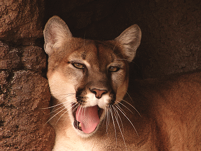 Mountain lion lounging on rocks with mouth open showing tongue.