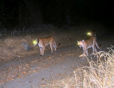 Photo of lion with large cubs walking on trail at night.