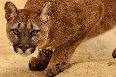 Photo of a mountain lion close up, crouched on rock. Copyright Anne-Marie Kalus.