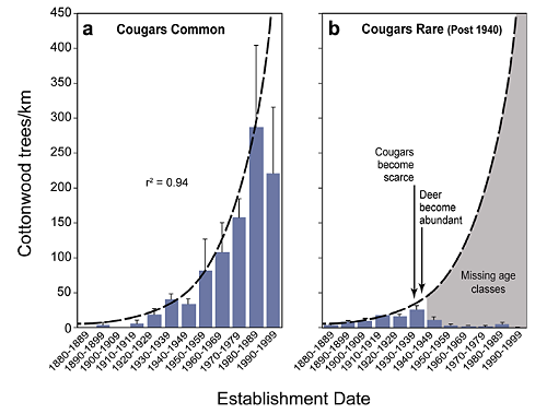 Two graphs sidebyside. A shows cottonwood trees increase over time when cougars common. B shows cottonwoods decline after cougars become scarce.