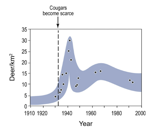 Graph showing deer population spike immediately after cougars become scarce in 1930s, followed by a rapid reduction, and then level out after 1960.